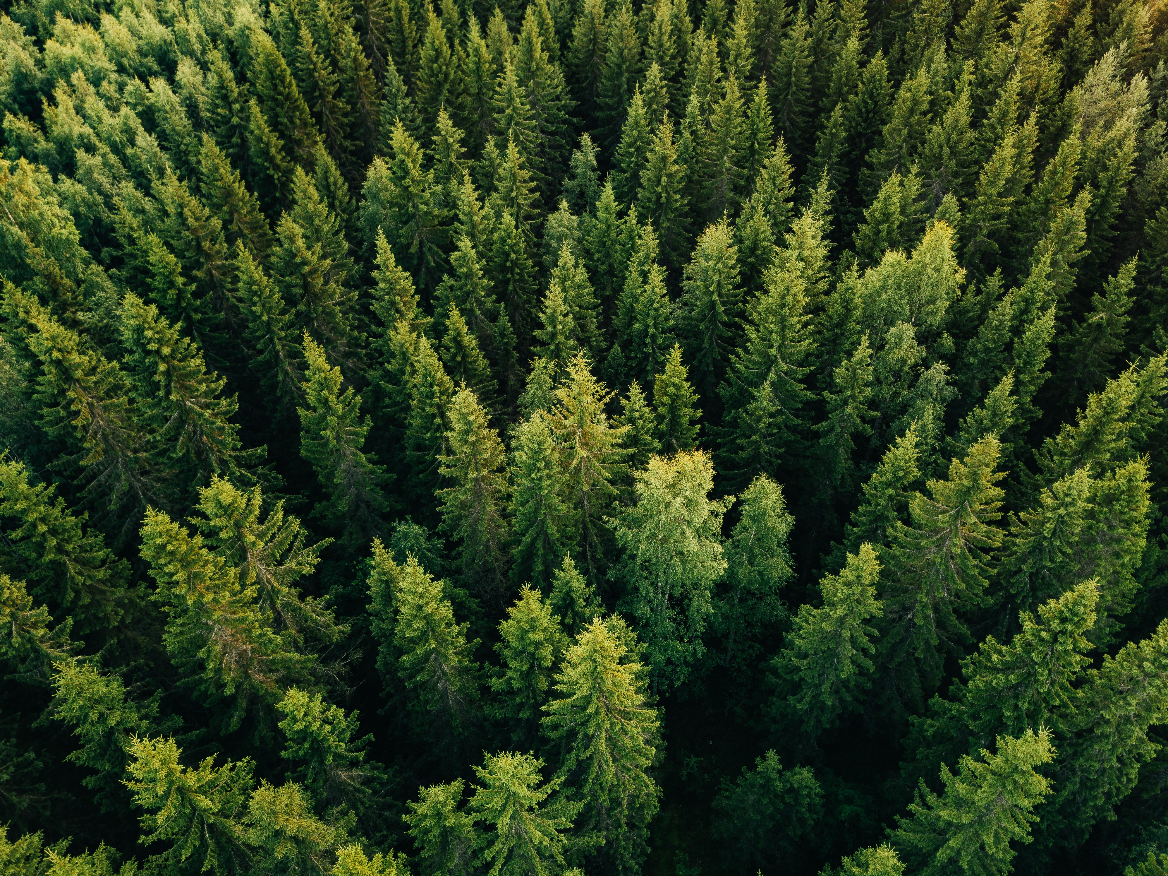 aerialviewofspruceforest