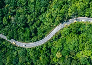 Forest and a road