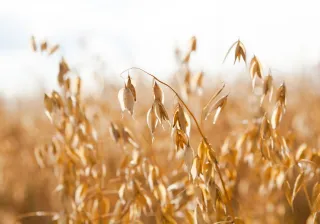 Oat field