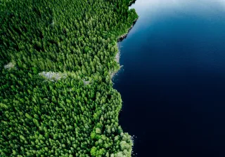 illustrative image of a forest from above