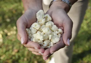 Faba bean protein of Happy Plant Protein