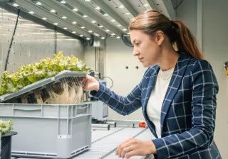 Cultivation unit where cellulosebased growing media are tested in plastic holders. Image credit: Jana Pavlova