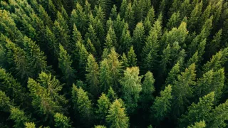 aerialviewofspruceforest
