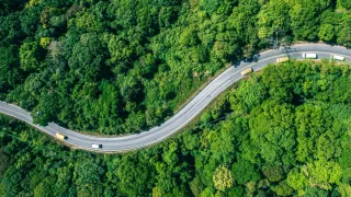 Forests and a road