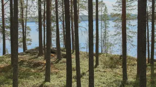 Trees and lake