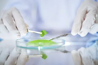 A closeup of a lab worker wearing gloves, using tongs to handle a plant leaf sample in a petri dish