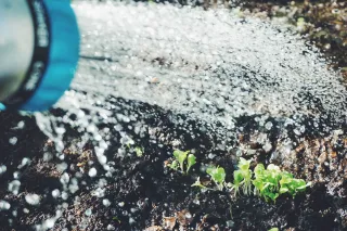 Water from a hose is spraying over plants in soil