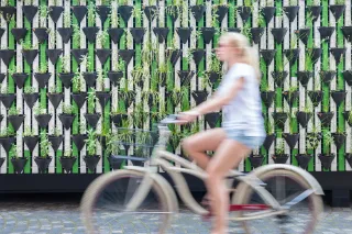 A blurry photo of a woman riding a bike past a vertical farm wall