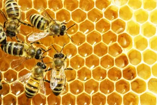 A photo of bees crawling over a honeycomb.