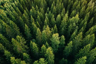 aerialviewofspruceforest