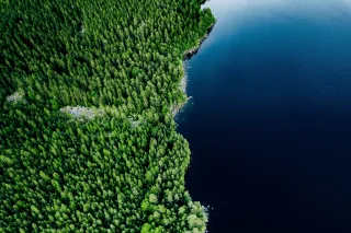 illustrative image of a forest from above