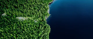 illustrative image of a forest from above