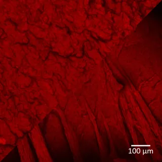 a nonfibrous plantbased meat analogue, and at the bottom right, a fibrous meat analogue